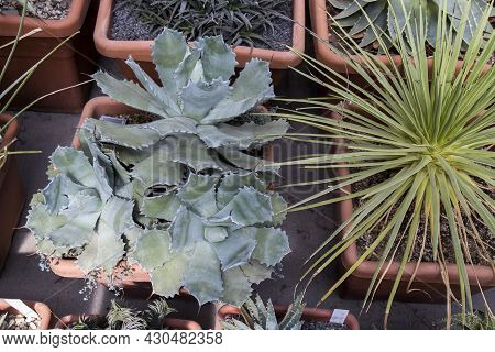 Close Up Of Succulent Echeveria Plant, Growing Beautiful Succulents Of Echeveria, Succulent Cactus