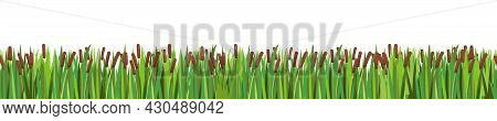 Thickets Of Reeds. Swampy Wild Landscape. Horizontally Seamless Composition. Overgrown Bank Of A Pon