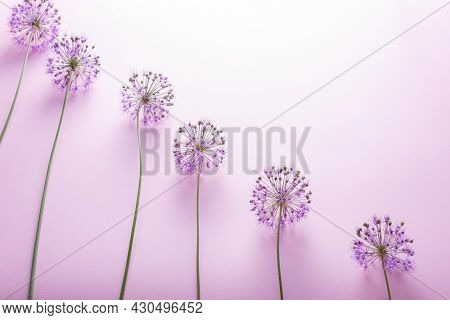 Staircase Steps Lined With Long Purple Flowers On A Pink Background. Minimalistic Abstraction Spring