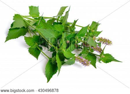 Agastache Foeniculum Agastache Anethiodora, Anise Hyssop Blue Giant Hyssop, Fragrant Giant Hyssop, L