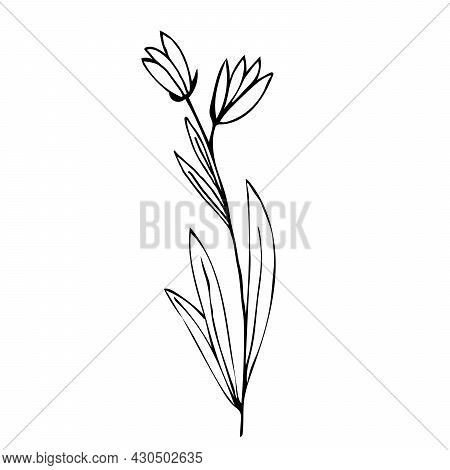 Botanical Linear Leaf Set. Abstract Minimalist Leaves Collection, Creative Herbal Art. Hand Drawn We