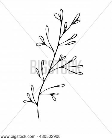 Hand Drawn Wedding Herb, Plant And Monogram With Elegant Leaves For Invitation Save The Date. Vector