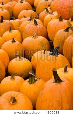 Pumpkin
