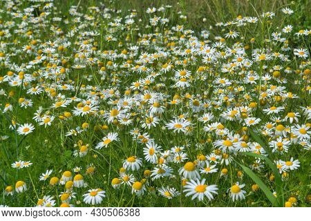 Close Up Of Matricaria Chamomilla Flowers, Commonly Known As Chamomile, Wild Chamomile Or Scented Ma