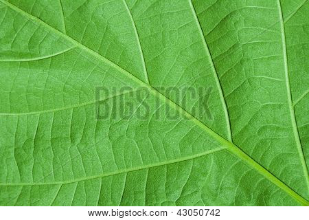 Leaf closeup