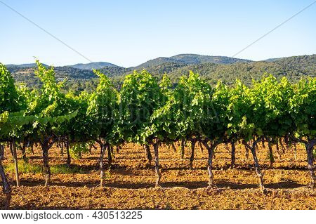 Wine Making In  Department Var In  Provence-alpes-cote D'azur Region Of Southeastern France, Vineyar