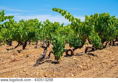 Winemaking In  Department Var In  Provence-alpes-cote D'azur Region Of Southeastern France, Vineyard