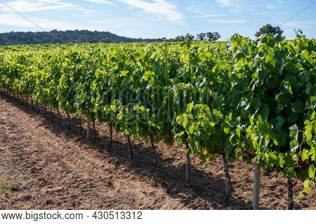 Winemaking In  Department Var In  Provence-alpes-cote D'azur Region Of Southeastern France, Vineyard
