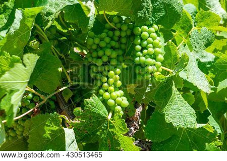 Winemaking In  Department Var In  Provence-alpes-cote D'azur Region Of Southeastern France, Vineyard