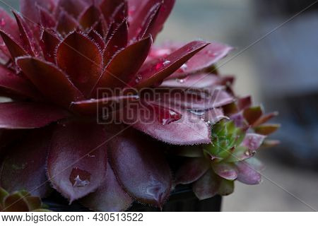 Sempervivum (sempervivum) Is A Rosette Herbaceous Perennial Flower From The Tolstyankov Family With 