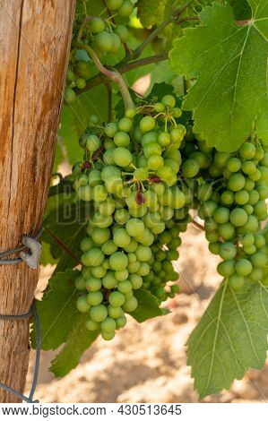 Winemaking In  Department Var In  Provence-alpes-cote D'azur Region Of Southeastern France, Vineyard