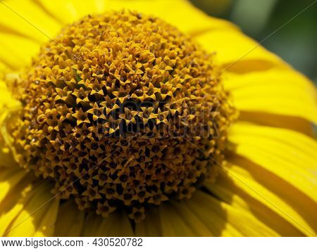 Center Of The Yellow Flower, Close-up. Tithonia Diversifolia Is A Species Of Flowering Plant That Is