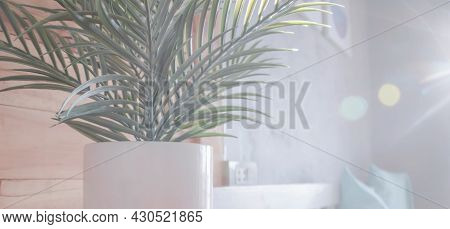 A Picture Of A White Potted Plant Sits On A Wooden Table In The Room And Sunlight Enters Through The