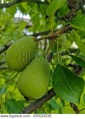 Two Green Pears Hang From A Branch Among The Foliage With Rain Drops On The Surface Of The Fruit. Cl