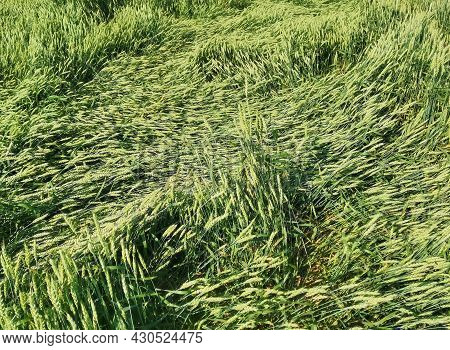 Background Of Green Stalks Of Wheat Lying On The Ground After A Heavy Rain Wind