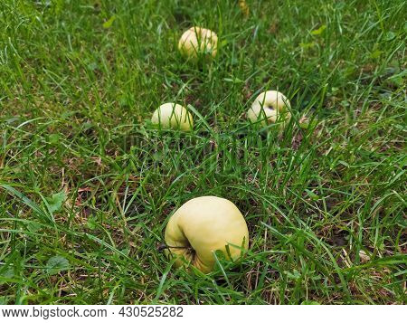 Yellow Apples Close-up Lie On The Green Grass, For A Healthy Diet. Image For Diet