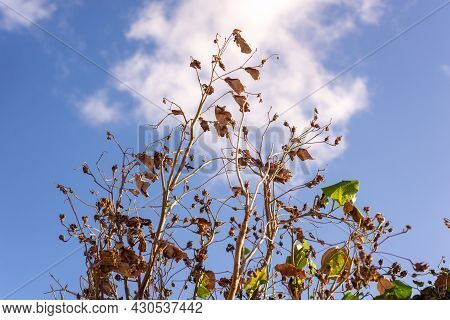 Plant Branches In The Strong Sun Of Rio Vermelho Beach.