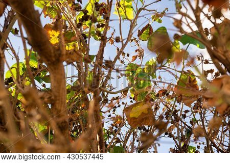 Plant Branches In The Strong Sun Of Rio Vermelho Beach.