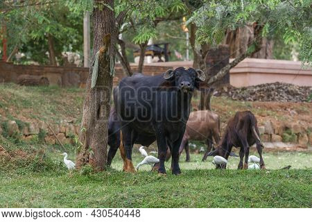 Indian Buffalo With Cows Grazing In The Old Town. Anuradhapura, Sri Lanka