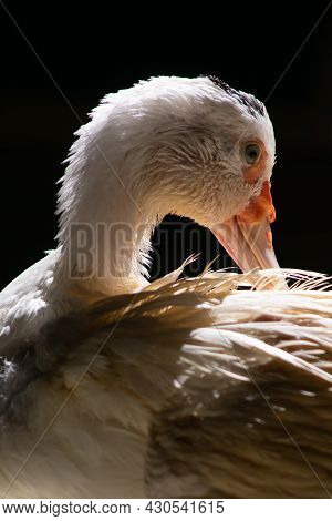 White duck standing close to the camera, domesticated wild animal, with sharp lighting and details. 