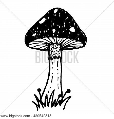 Vector Mushroom Illustration. Black Ink Mashroom Sketch On A White Backround