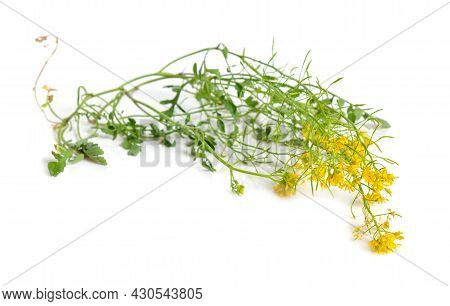 Rorippa Sylvestris, Creeping Yellowcress, Keek, Or Yellow Fieldcress. Isolated On White Background