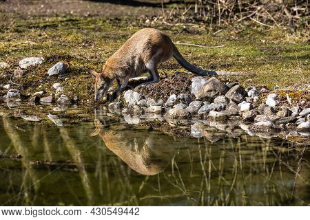 The Agile Wallaby, Macropus Agilis Also Known As The Sandy Wallaby Is A Species Of Wallaby Found In 