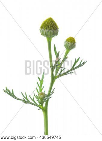 Small sprig  with  cone-shaped heads of tiny green flowers isolated on a white background. Pineappleweed (Matricaria discoidea). Selective focus