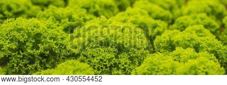 Banner, Long Format Hydroponic Vegetables Salad Farm. Hydroponics Method Of Growing Plants Vegetable
