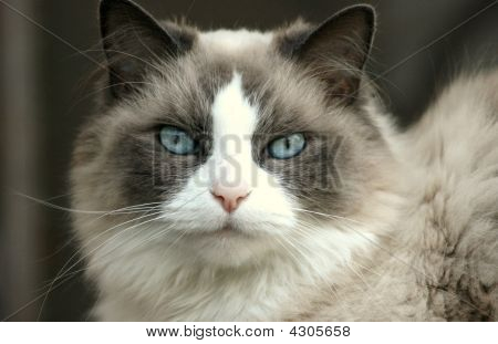 Gatto Ragdoll