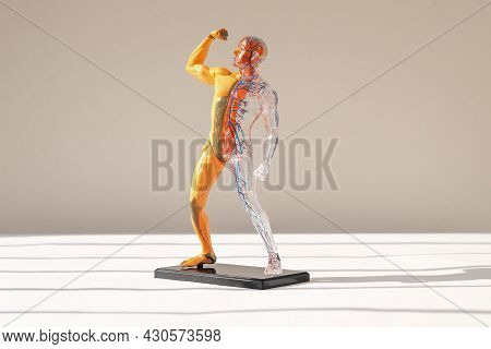 Human Body 3d Model Image & Photo (Free Trial) | Bigstock