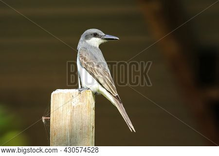 Grey Kingbird (tyrannus Dominicensis) Sitting On A Wooden Pole, Grenada.