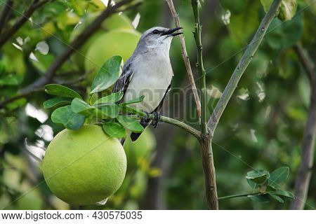 Tropical Mockingbird (mimus Gilvus) Sitting In A Tree, Carriacou Island, Grenada.
