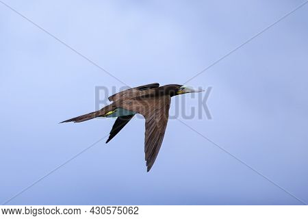 Brown Booby (sula Leucogaster) In Flight, Carriacou Island, Grenada