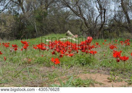 Blooming Bright Red Buttercups In Southern Israel