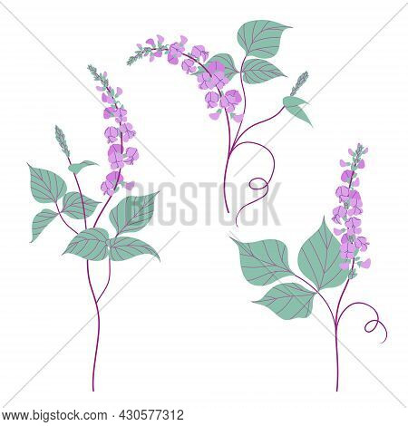 Simple Dolichos Flowers And Green Leaves Isolated On White Background. Blooming Purple Decorative Tw