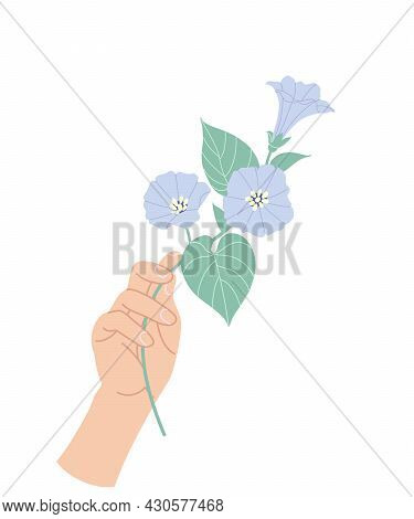 Female Hand Holding Tender Branch Of Bindweed. Simple Woman Hand With Delicate Blue Convolvulus Isol