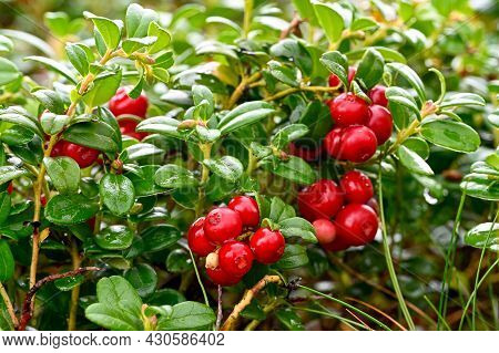 Cowberry Growning In A Swedish Forest In August