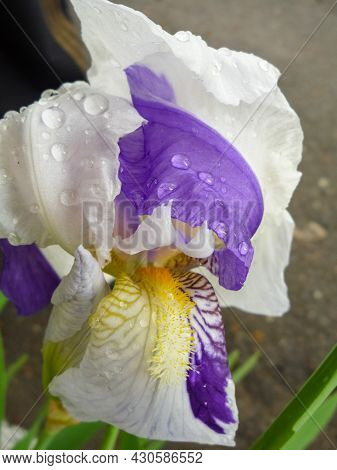 Petal Detail Of Blue And Purple Iris Flower As A Spring Concept