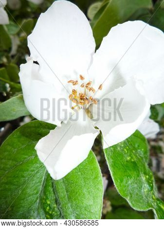 Yve Blossoms. White Quince Flowers On Branches