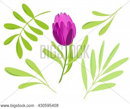 Cute Pink Tulip With Green Leaves. Beautiful Spring Bouquet. Nature Theme For Greeting Cards, Mother