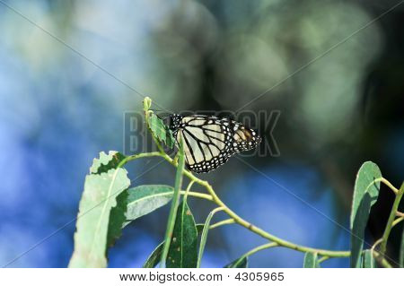Monarch kelebek yemek