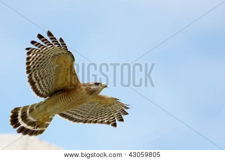 Rotschulterbussard fliegen