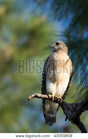 Rotschulterbussard (Buneo Lineatus)