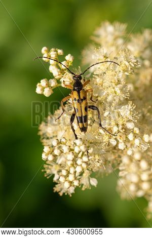 Macro Shot Of A Spotted Longhorn (rutpela Maculata) Beetle Feeding On The Pollen Of Meadowsweet (fil
