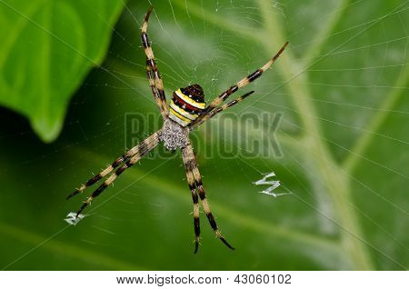 a web Spider