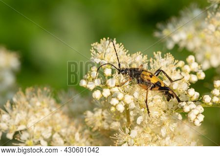 Spotted Longhorn (rutpela Maculata) Beetle