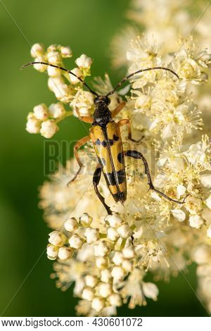 Spotted Longhorn (rutpela Maculata) Beetle