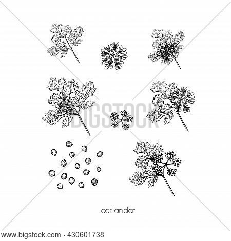 Green Coriander Sketch Flower Seeds On White Background For Print Design. Vector Illustration. Drawi