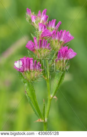 Wavyleaf Sea Lavender (limonium Sinuatum) Flowers